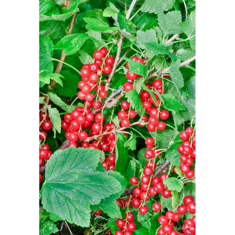 Organic Gadelle Rouge Red Vinegar