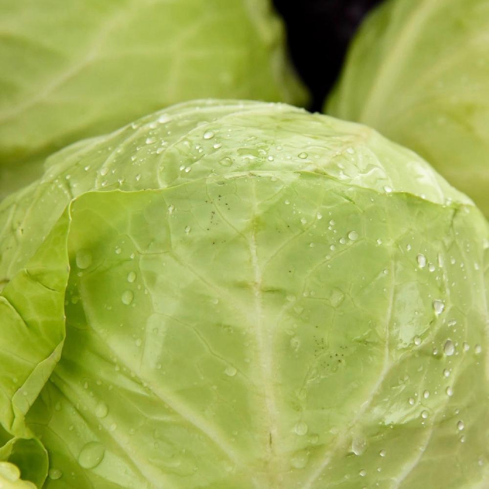 GreenCabbage