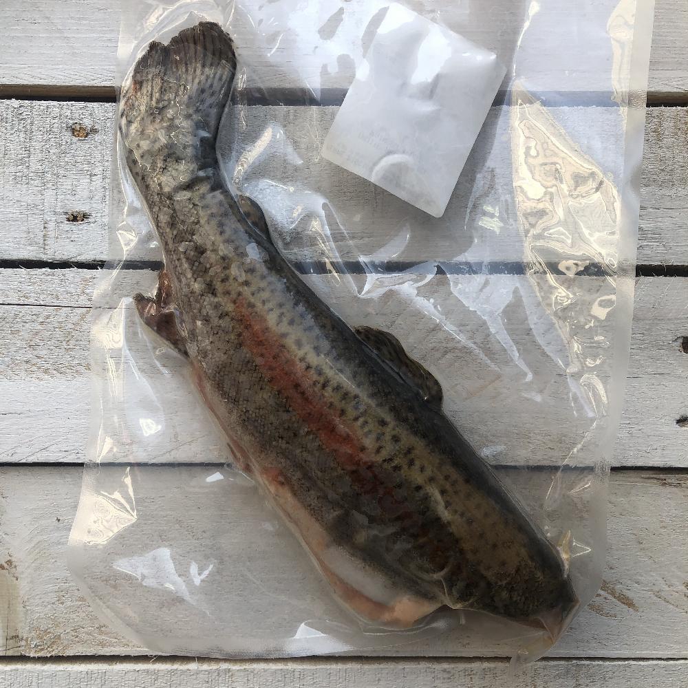 Whole Rainbow Trout