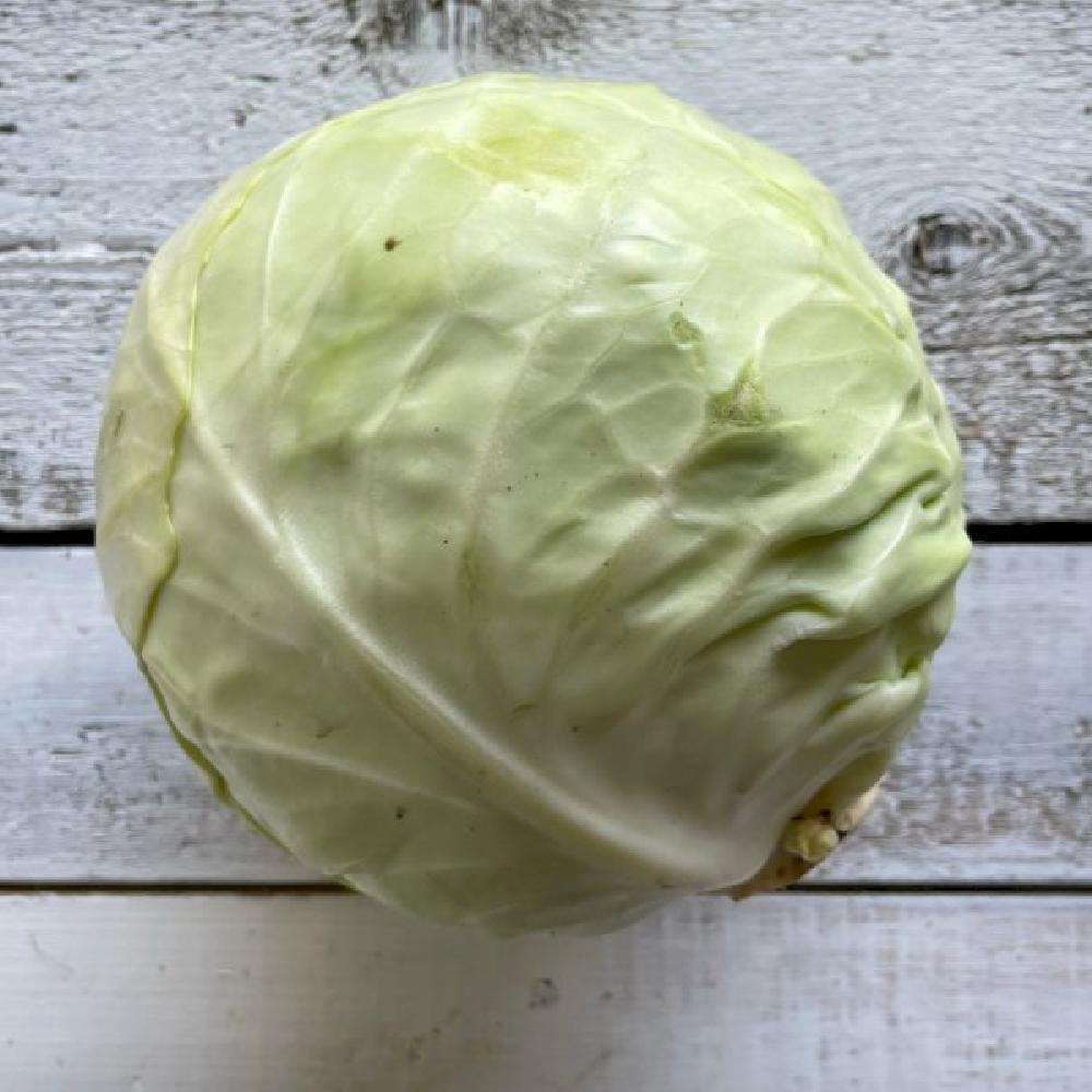 Winter Cabbage