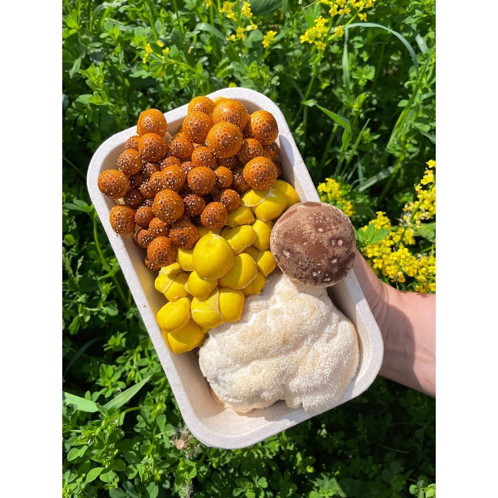 Mushroom Discovery Mix