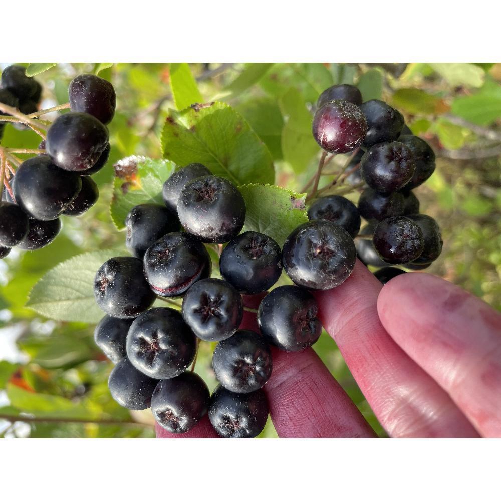Organic Aronia Berry