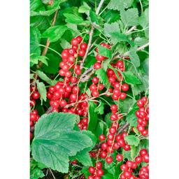 Product thumb gallery 654133025