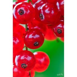 Product thumb gallery 732692809