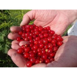 Product thumb gallery 719952804