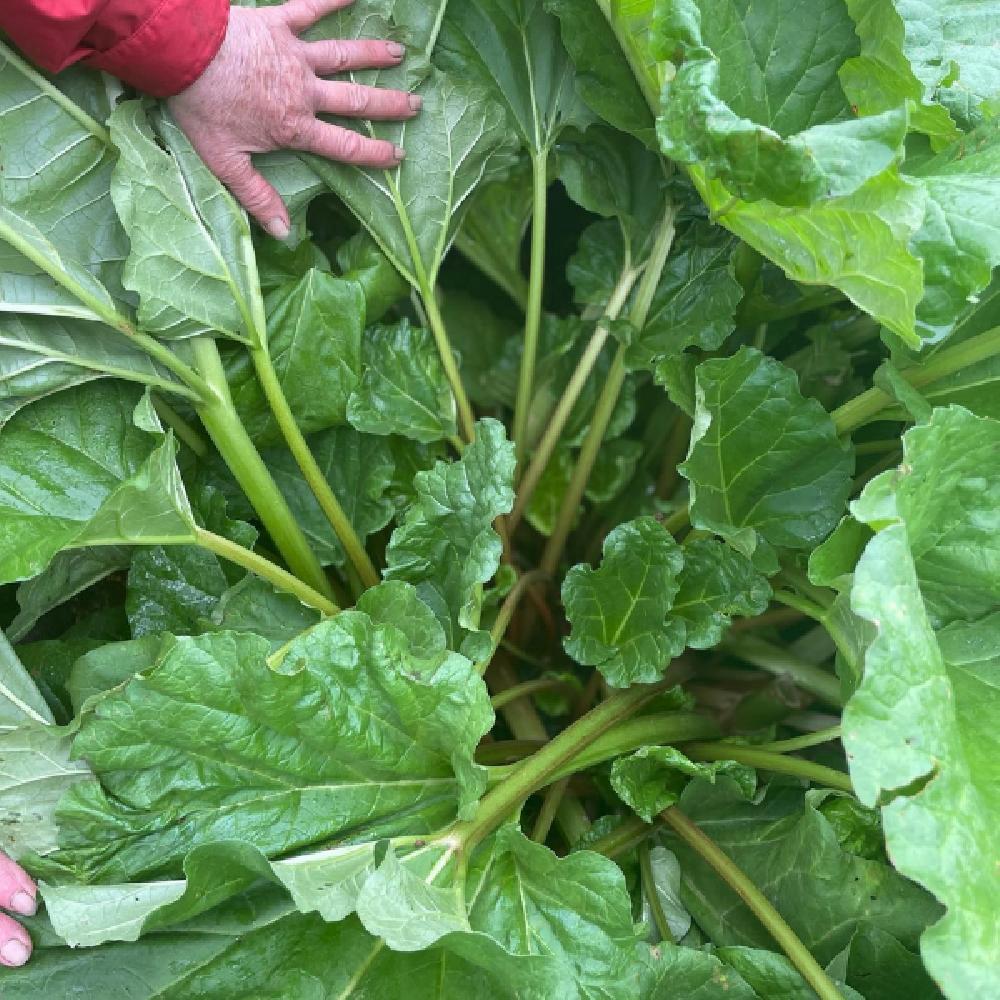 Product gallery 980267965