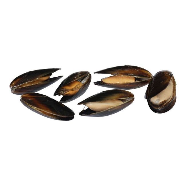 High Liner Foodservice Signature Shell-on Cooked Cultured Mussels, 4.54 Kg
