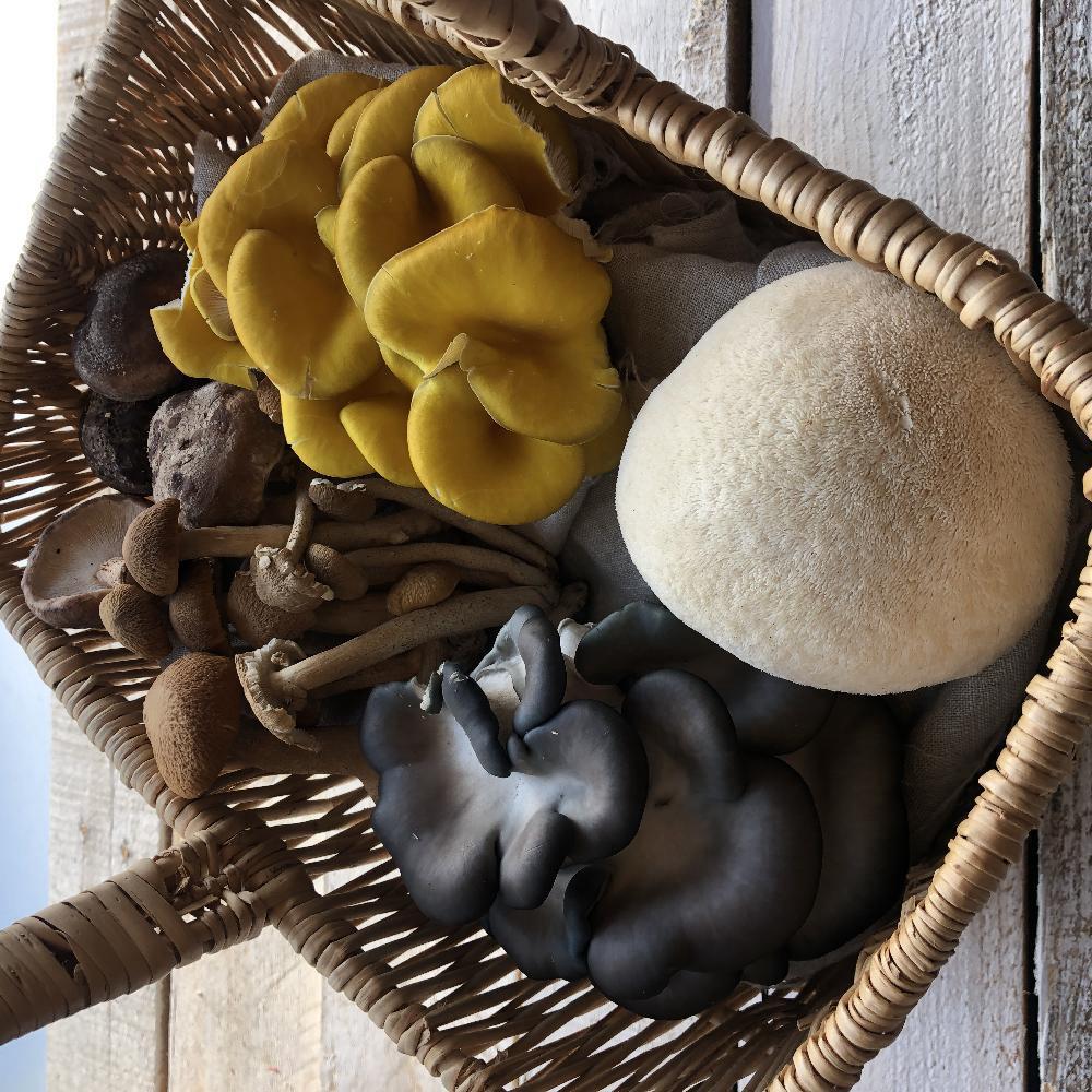 Product gallery 799035654